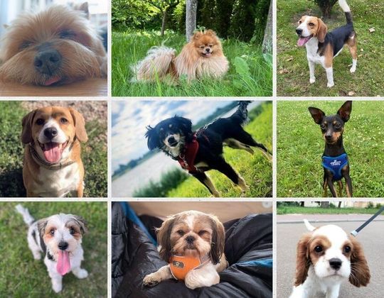 Uśmiechnięte "mordki" naszych Czytelników! Dzień Psa podsumowany! [GALERIA ZDJĘĆ]