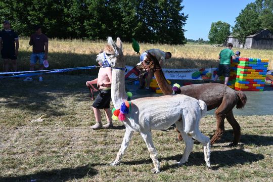 Gm. Chełm. Jagodne się zapieniło! Powiatowy piknik rodzinny [GALERIA ZDJĘĆ]
