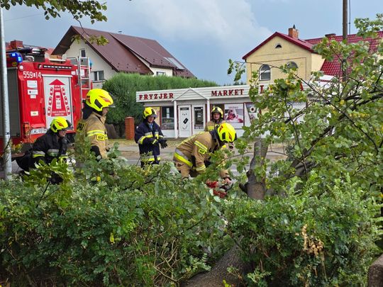 Zderzenie dwóch aut i powalone drzewo w Urszulinie [ZDJĘCIA]