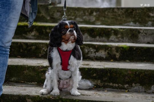 Włodawa. Jubileuszowe XXX Poleskie Lato z Folklorem 2025. Dzień II [GALERIA ZDJĘĆ]