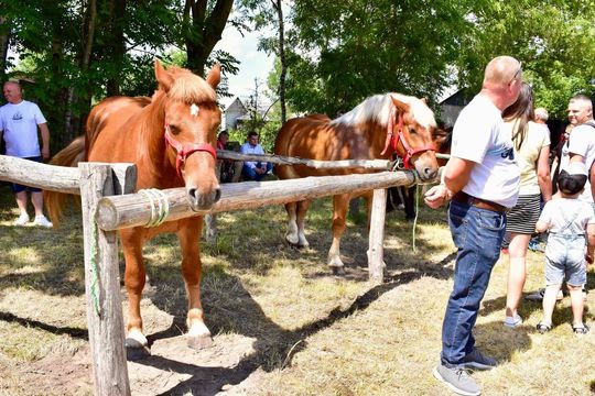 Gm. Ruda-Huta. Powiatowy Dzień Konia Zimnokrwistego w Żalinie Kolonii Cz. II [GALERIA ZDJĘĆ]