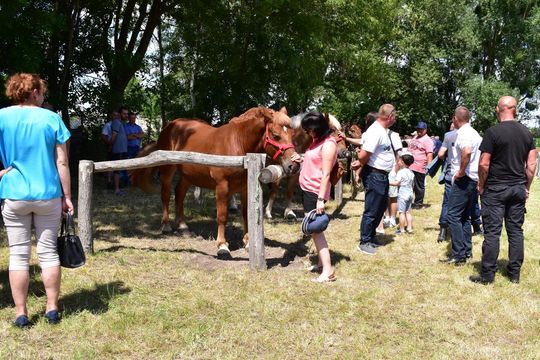 Gm. Ruda-Huta. Powiatowy Dzień Konia Zimnokrwistego w Żalinie Kolonii Cz. II [GALERIA ZDJĘĆ]