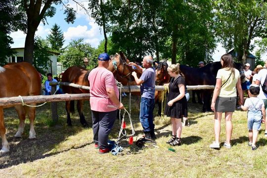 Gm. Ruda-Huta. Powiatowy Dzień Konia Zimnokrwistego w Żalinie Kolonii Cz. II [GALERIA ZDJĘĆ]