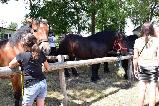Gm. Ruda-Huta. Powiatowy Dzień Konia Zimnokrwistego w Żalinie Kolonii Cz. II [GALERIA ZDJĘĆ]