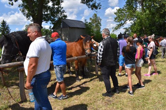 Gm. Ruda-Huta. Powiatowy Dzień Konia Zimnokrwistego w Żalinie Kolonii Cz. II [GALERIA ZDJĘĆ]