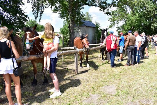 Gm. Ruda-Huta. Powiatowy Dzień Konia Zimnokrwistego w Żalinie Kolonii Cz. II [GALERIA ZDJĘĆ]