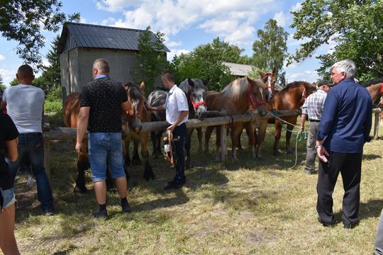 Gm. Ruda-Huta. Powiatowy Dzień Konia Zimnokrwistego w Żalinie Kolonii Cz. II [GALERIA ZDJĘĆ]
