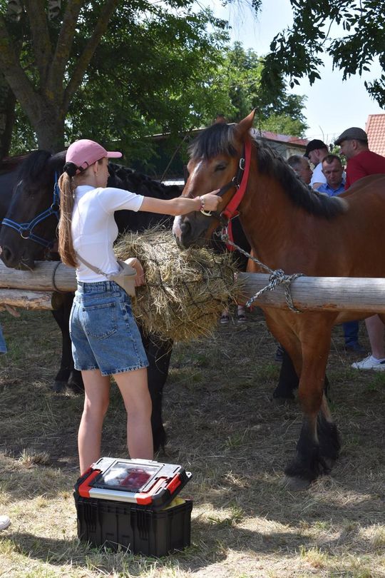 Gm. Ruda-Huta. Powiatowy Dzień Konia Zimnokrwistego w Żalinie Kolonii Cz. II [GALERIA ZDJĘĆ]