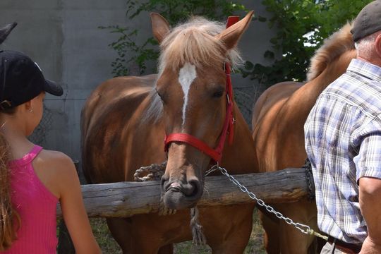 Gm. Ruda-Huta. Powiatowy Dzień Konia Zimnokrwistego w Żalinie Kolonii Cz. II [GALERIA ZDJĘĆ]