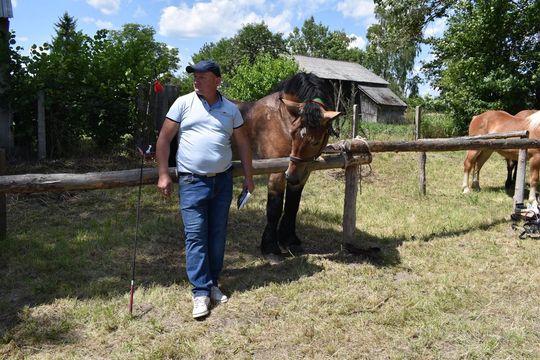Gm. Ruda-Huta. Powiatowy Dzień Konia Zimnokrwistego w Żalinie Kolonii Cz. II [GALERIA ZDJĘĆ]