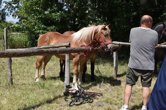 Gm. Ruda-Huta. Powiatowy Dzień Konia Zimnokrwistego w Żalinie Kolonii Cz. II [GALERIA ZDJĘĆ]