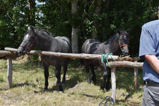 Gm. Ruda-Huta. Powiatowy Dzień Konia Zimnokrwistego w Żalinie Kolonii Cz. II [GALERIA ZDJĘĆ]