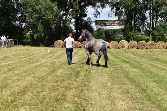 Gm. Ruda-Huta. Powiatowy Dzień Konia Zimnokrwistego w Żalinie Kolonii Cz. II [GALERIA ZDJĘĆ]