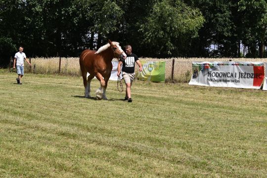 Gm. Ruda-Huta. Powiatowy Dzień Konia Zimnokrwistego w Żalinie Kolonii Cz. II [GALERIA ZDJĘĆ]