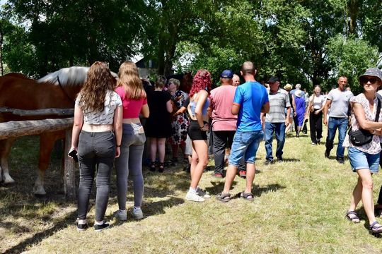 Gm. Ruda-Huta. Powiatowy Dzień Konia Zimnokrwistego w Żalinie Kolonii Cz. II [GALERIA ZDJĘĆ]