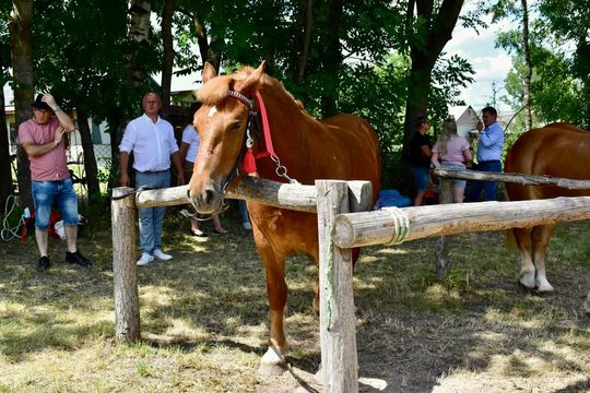 Gm. Ruda-Huta. Powiatowy Dzień Konia Zimnokrwistego w Żalinie Kolonii Cz. II [GALERIA ZDJĘĆ]