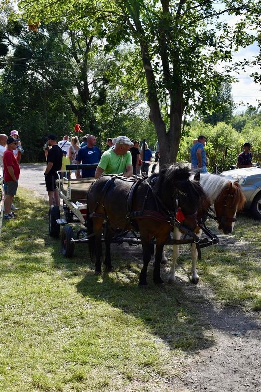 Gm. Ruda-Huta. Powiatowy Dzień Konia Zimnokrwistego w Żalinie Kolonii Cz. II [GALERIA ZDJĘĆ]