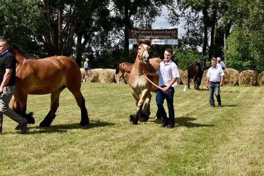 Gm. Ruda-Huta. Powiatowy Dzień Konia Zimnokrwistego w Żalinie Kolonii Cz. II [GALERIA ZDJĘĆ]