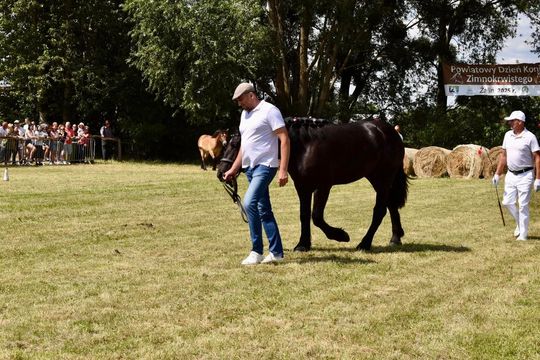 Gm. Ruda-Huta. Powiatowy Dzień Konia Zimnokrwistego w Żalinie Kolonii Cz. II [GALERIA ZDJĘĆ]