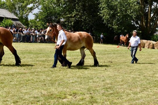 Gm. Ruda-Huta. Powiatowy Dzień Konia Zimnokrwistego w Żalinie Kolonii Cz. II [GALERIA ZDJĘĆ]