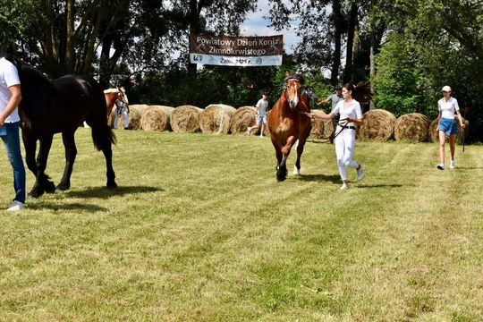 Gm. Ruda-Huta. Powiatowy Dzień Konia Zimnokrwistego w Żalinie Kolonii Cz. II [GALERIA ZDJĘĆ]