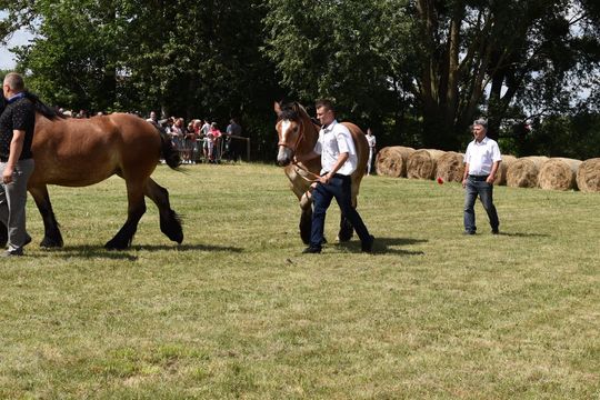 Gm. Ruda-Huta. Powiatowy Dzień Konia Zimnokrwistego w Żalinie Kolonii Cz. II [GALERIA ZDJĘĆ]