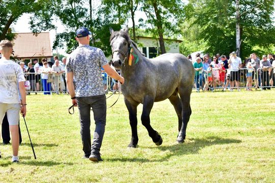 Gm. Ruda-Huta. Powiatowy Dzień Konia Zimnokrwistego w Żalinie Kolonii Cz. II [GALERIA ZDJĘĆ]