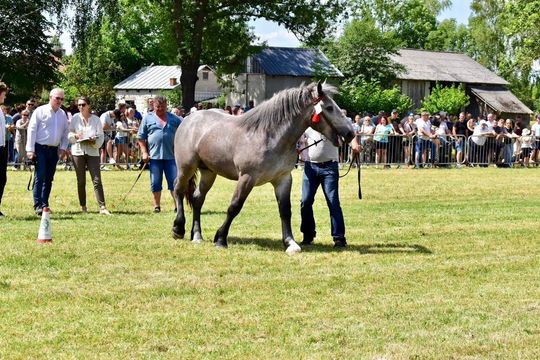 Gm. Ruda-Huta. Powiatowy Dzień Konia Zimnokrwistego w Żalinie Kolonii Cz. II [GALERIA ZDJĘĆ]