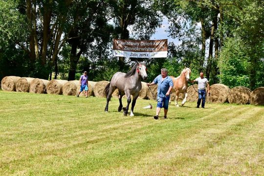 Gm. Ruda-Huta. Powiatowy Dzień Konia Zimnokrwistego w Żalinie Kolonii Cz. II [GALERIA ZDJĘĆ]