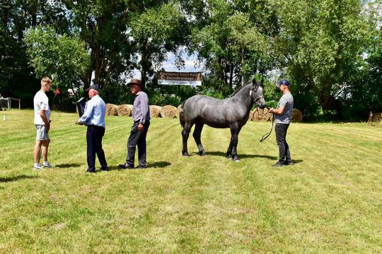 Gm. Ruda-Huta. Powiatowy Dzień Konia Zimnokrwistego w Żalinie Kolonii Cz. II [GALERIA ZDJĘĆ]
