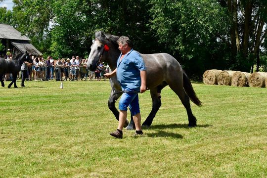 Gm. Ruda-Huta. Powiatowy Dzień Konia Zimnokrwistego w Żalinie Kolonii Cz. II [GALERIA ZDJĘĆ]