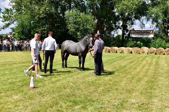 Gm. Ruda-Huta. Powiatowy Dzień Konia Zimnokrwistego w Żalinie Kolonii Cz. II [GALERIA ZDJĘĆ]