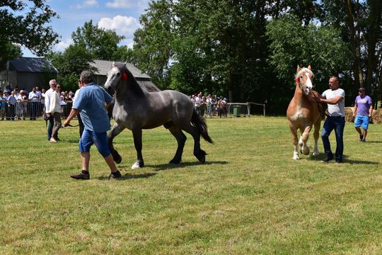 Gm. Ruda-Huta. Powiatowy Dzień Konia Zimnokrwistego w Żalinie Kolonii Cz. II [GALERIA ZDJĘĆ]