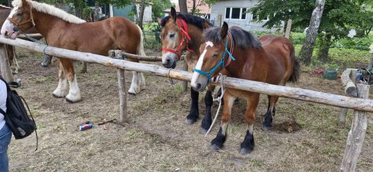 Gm. Ruda-Huta. Udany Powiatowy Dzień Konia Zimnokrwistego w Żalinie [GALERIA ZDJĘĆ]