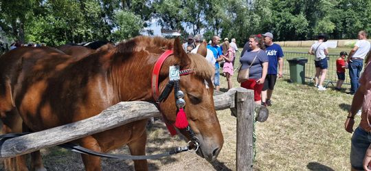 Gm. Ruda-Huta. Udany Powiatowy Dzień Konia Zimnokrwistego w Żalinie [GALERIA ZDJĘĆ]