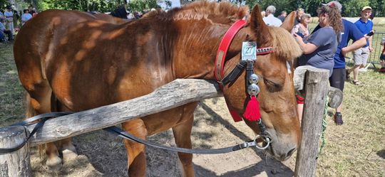 Gm. Ruda-Huta. Udany Powiatowy Dzień Konia Zimnokrwistego w Żalinie [GALERIA ZDJĘĆ]