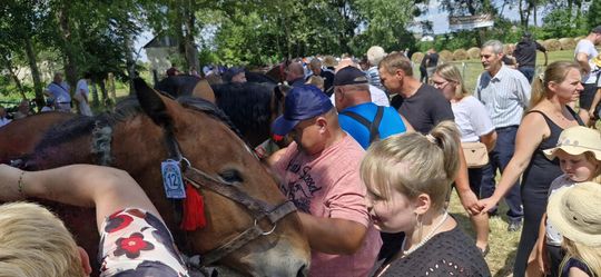 Gm. Ruda-Huta. Udany Powiatowy Dzień Konia Zimnokrwistego w Żalinie [GALERIA ZDJĘĆ]