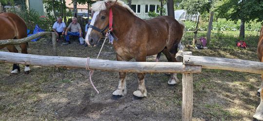 Gm. Ruda-Huta. Udany Powiatowy Dzień Konia Zimnokrwistego w Żalinie [GALERIA ZDJĘĆ]