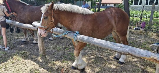 Gm. Ruda-Huta. Udany Powiatowy Dzień Konia Zimnokrwistego w Żalinie [GALERIA ZDJĘĆ]