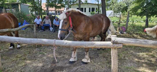 Gm. Ruda-Huta. Udany Powiatowy Dzień Konia Zimnokrwistego w Żalinie [GALERIA ZDJĘĆ]