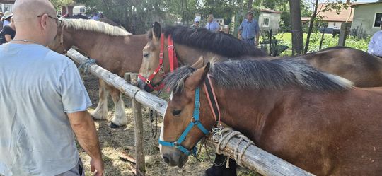 Gm. Ruda-Huta. Udany Powiatowy Dzień Konia Zimnokrwistego w Żalinie [GALERIA ZDJĘĆ]