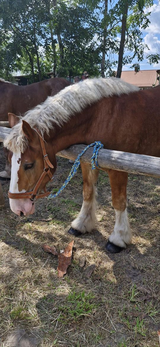 Gm. Ruda-Huta. Udany Powiatowy Dzień Konia Zimnokrwistego w Żalinie [GALERIA ZDJĘĆ]