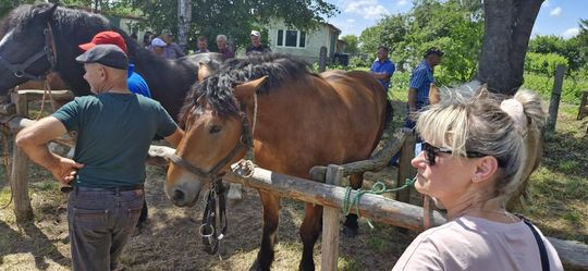 Gm. Ruda-Huta. Udany Powiatowy Dzień Konia Zimnokrwistego w Żalinie [GALERIA ZDJĘĆ]
