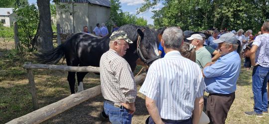 Gm. Ruda-Huta. Udany Powiatowy Dzień Konia Zimnokrwistego w Żalinie [GALERIA ZDJĘĆ]