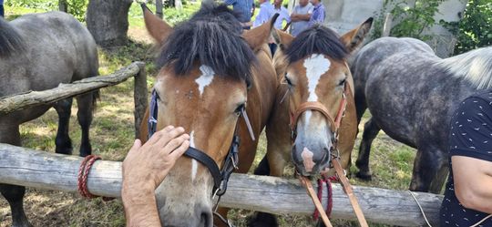 Gm. Ruda-Huta. Udany Powiatowy Dzień Konia Zimnokrwistego w Żalinie [GALERIA ZDJĘĆ]