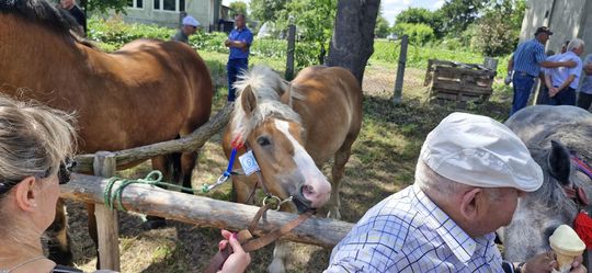 Gm. Ruda-Huta. Udany Powiatowy Dzień Konia Zimnokrwistego w Żalinie [GALERIA ZDJĘĆ]