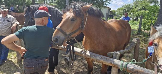 Gm. Ruda-Huta. Udany Powiatowy Dzień Konia Zimnokrwistego w Żalinie [GALERIA ZDJĘĆ]