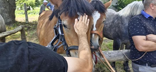 Gm. Ruda-Huta. Udany Powiatowy Dzień Konia Zimnokrwistego w Żalinie [GALERIA ZDJĘĆ]