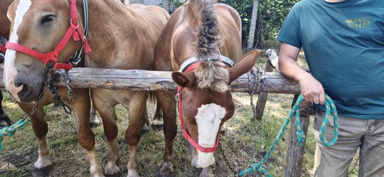 Gm. Ruda-Huta. Udany Powiatowy Dzień Konia Zimnokrwistego w Żalinie [GALERIA ZDJĘĆ]