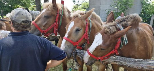 Gm. Ruda-Huta. Udany Powiatowy Dzień Konia Zimnokrwistego w Żalinie [GALERIA ZDJĘĆ]